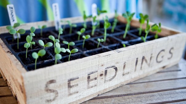 13 Easy Gardening Skills Anyone Can Learn