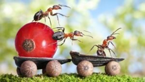 6 Affordable Methods to Eliminate Household Pests