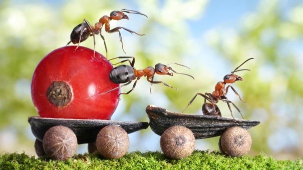 6 Affordable Methods to Eliminate Household Pests