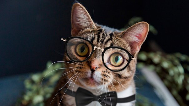 Investing in Virtual Cats: The Future of Assets