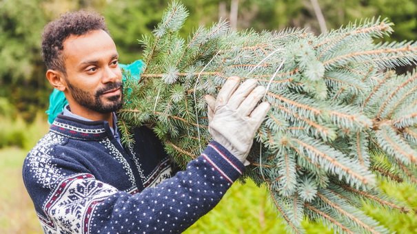 7 Creative Uses for Your Old Christmas Tree